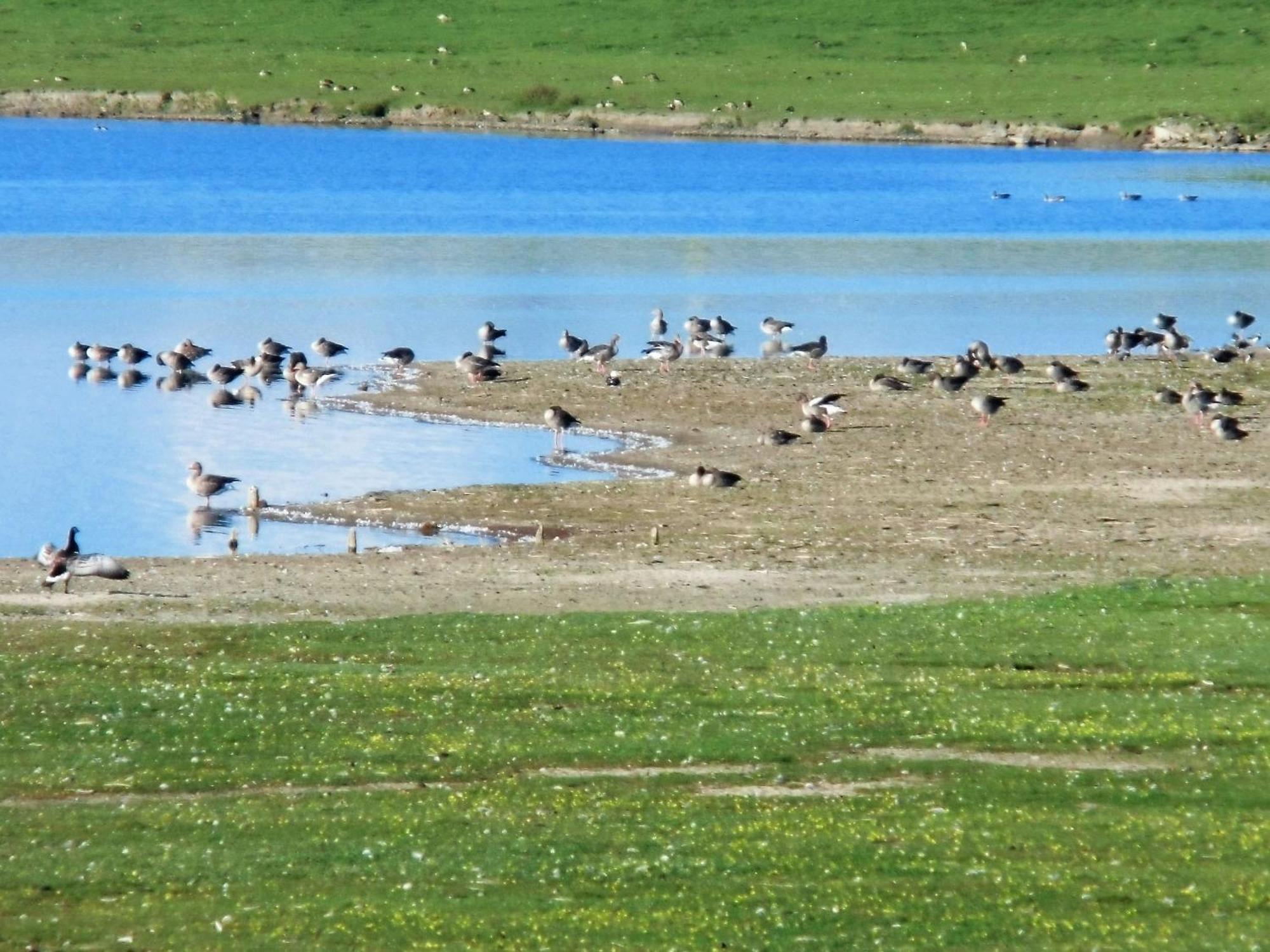 Haus Halligblick, Ferienwohnungen Am Wattenmeer, Whg Langenness Dagebüll المظهر الخارجي الصورة